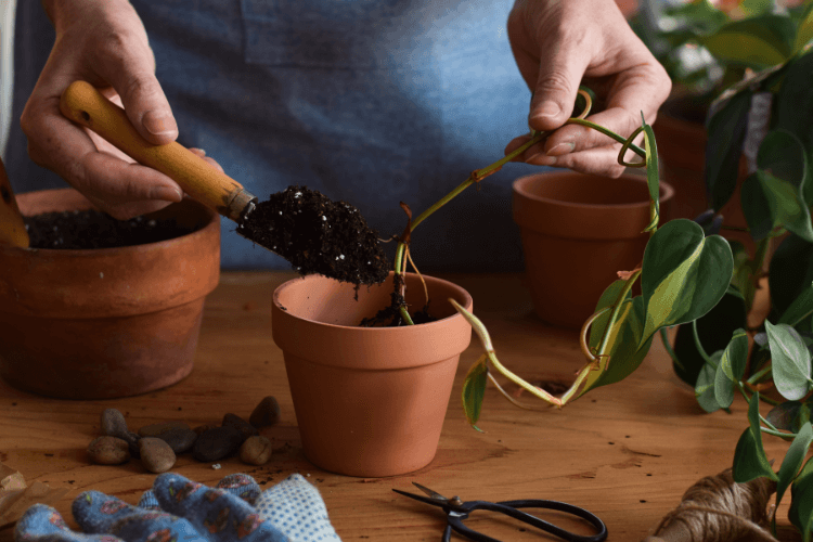 Repotting a pothos plant to address pothos leaves turning yellow, with soil, terracotta pot, and tools on a wooden table.