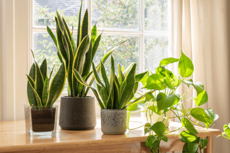 Snake plants and pothos on a sunny windowsill, showcasing some of the best air-filtering plants for indoor spaces.