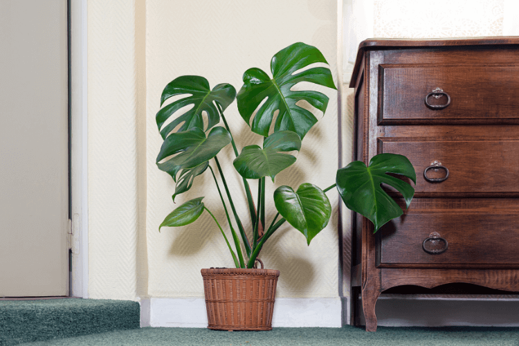 Tropical monstera plant in a wicker pot beside a vintage wooden dresser, adding greenery to an indoor space.