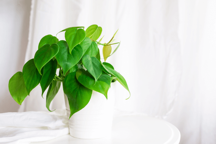 Lush Philodendron houseplant with heart-shaped green leaves in a sleek white pot on a table against a soft curtain backdrop.