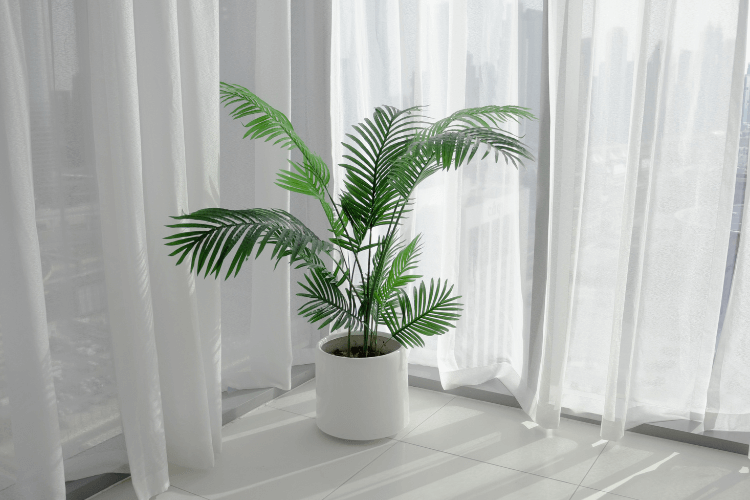 Lush Areca Palm in a white planter placed near sheer curtains, adding tropical charm to a bright and modern indoor space.