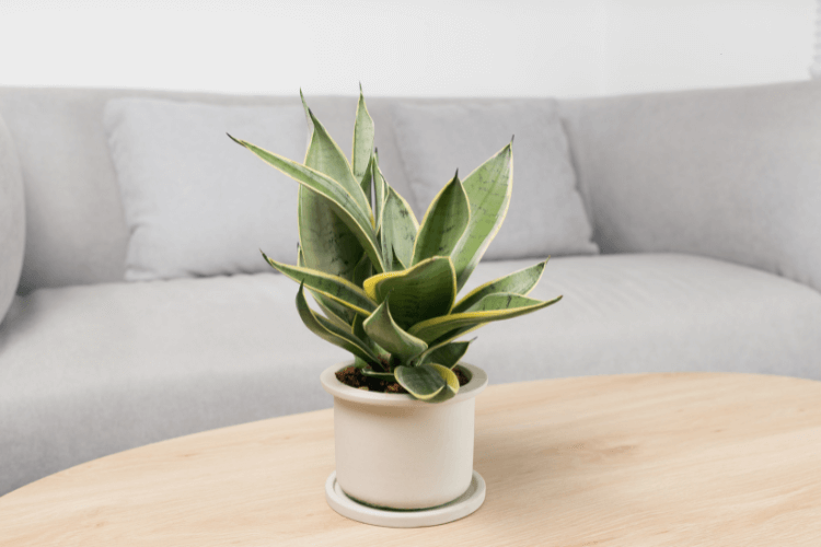 Compact Snake Plant in a cream-colored pot on a wooden table, placed in front of a modern sofa in a minimalist living room.