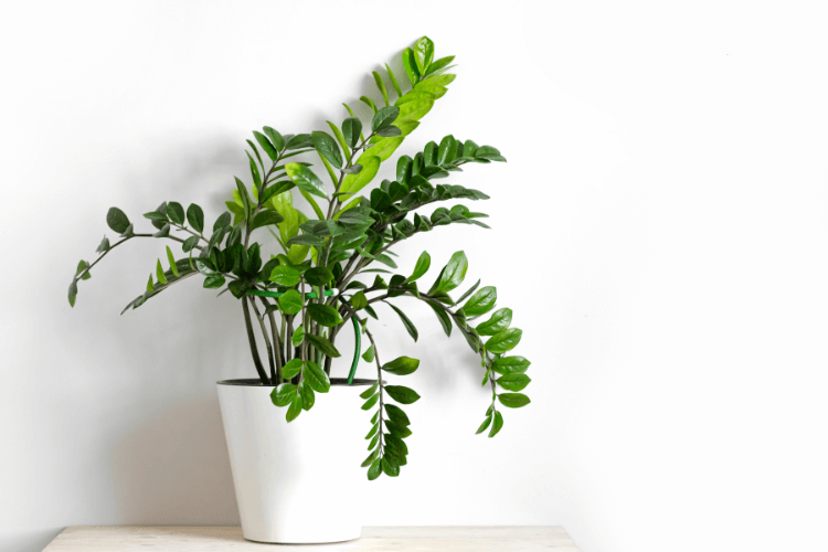 Bright green ZZ Plant in a white pot on a wooden surface, perfect for low-light indoor spaces and minimal maintenance needs.