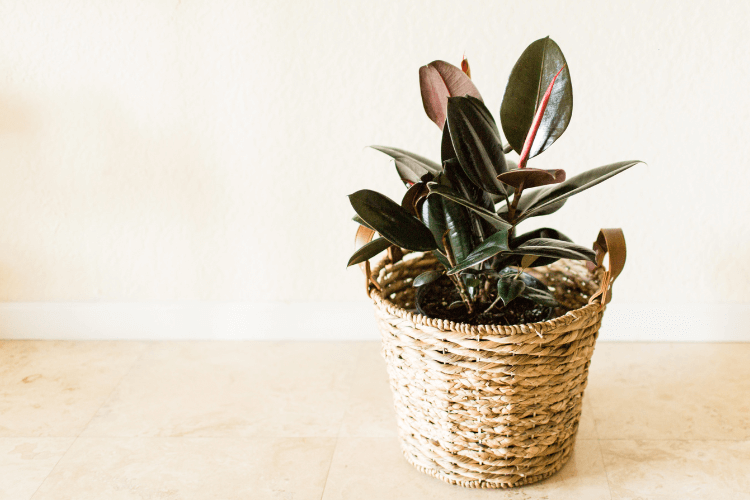 Rubber Plant with glossy dark green leaves in a woven basket, adding a natural and elegant touch to indoor spaces.