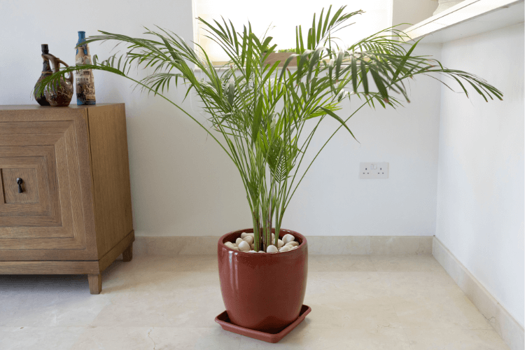 Lush Bamboo Palm in a red ceramic pot with white pebbles, placed in a bright indoor space, perfect for tropical decor and air purification.