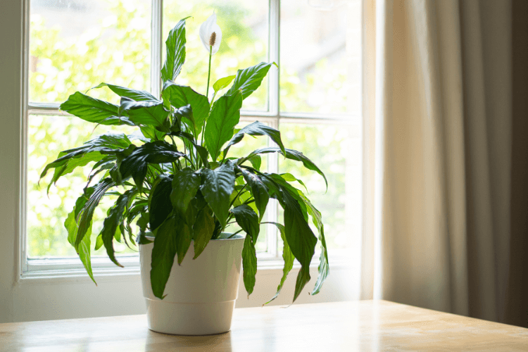 A peace lily in a white pot on a sunny windowsill, highlighting one of the best air-filtering plants for indoor air quality.