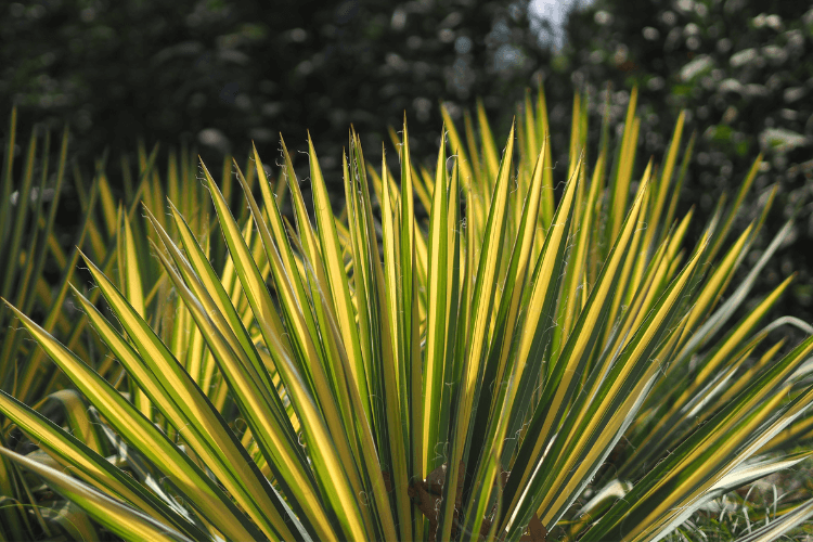 Close-up of vibrant yellow and green foliage of a Color Guard Yucca plant, glowing under natural sunlight in a garden.