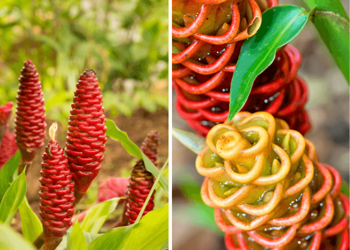 Close-up of shampoo ginger flowers, highlighting their intricate cone-like structure and vibrant colors.

