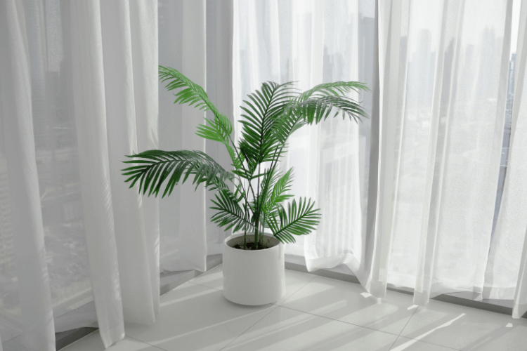 Areca palm in a white pot placed near large windows with sheer curtains, showcasing one of the best air-filtering plants for clean indoor air.