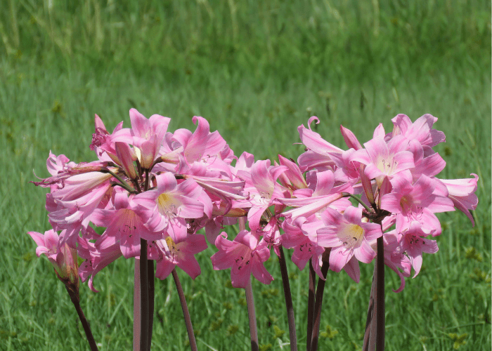 Close-up of pink and white Naked Ladies plant flowers with green stems against a neutral background.