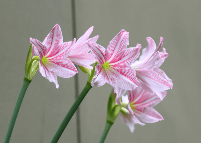 Close-up of pink and white Naked Ladies plant flowers with green stems against a neutral background.