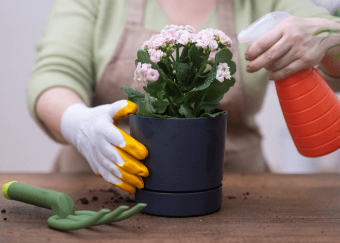 Close-up of a person wearing gloves tending to a Kalanchoe plant in a black pot with a spray bottle and gardening tools nearby.