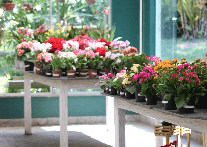 A variety of vibrant Kalanchoe plants in pots displayed on wooden tables in a well-lit indoor space with large windows.