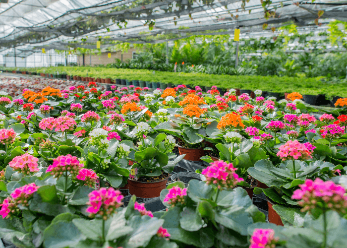 Rows of vibrant pink, orange, and red Kalanchoe plants in pots inside a greenhouse filled with lush greenery.