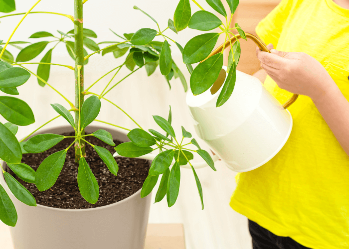 Person watering an umbrella plant in a beige pot, focusing on proper umbrella plant care with a white watering can.