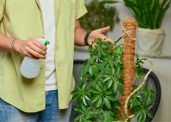 Person misting an umbrella plant with a spray bottle, promoting healthy growth and maintaining humidity levels for proper care.