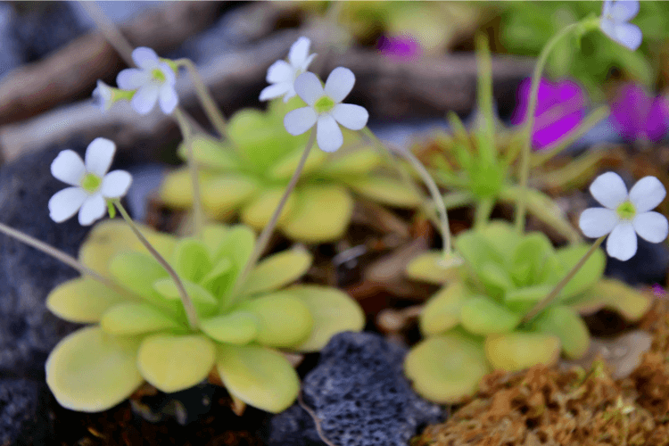 Close-up of Butterwort plants with bright green rosettes and delicate white flowers, thriving in a natural rocky habitat.