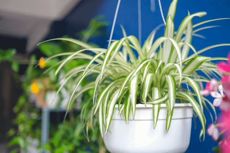 Hanging spider plant in a white pot against a blue background, showcasing its vibrant green and white striped leaves.