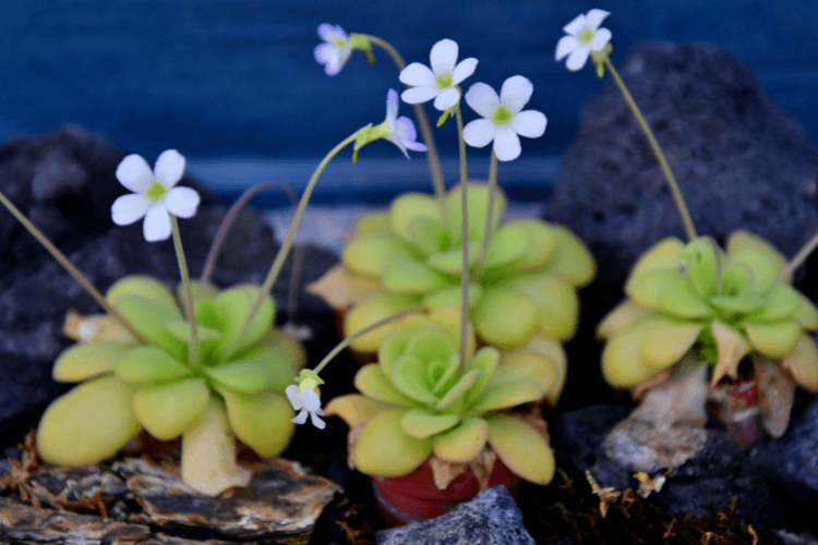 Three Butterwort plants with bright green rosettes and white flowers, nestled among rocks in a natural setting.