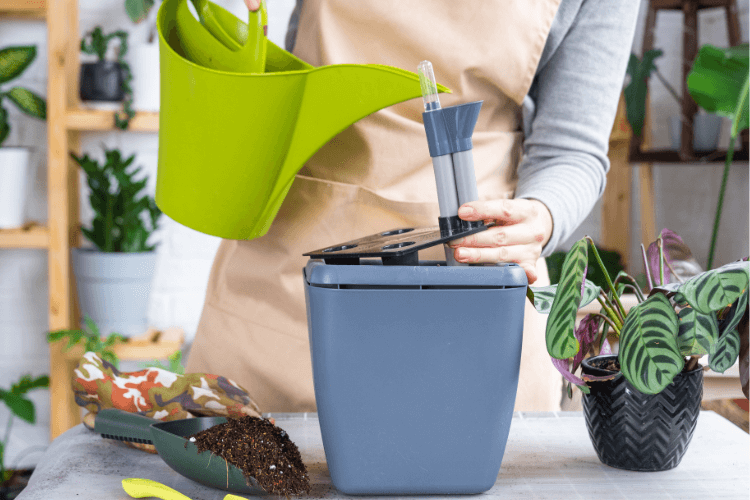 Person watering a self-watering planter with a green watering can, with a Calathea plant and gardening tools nearby.