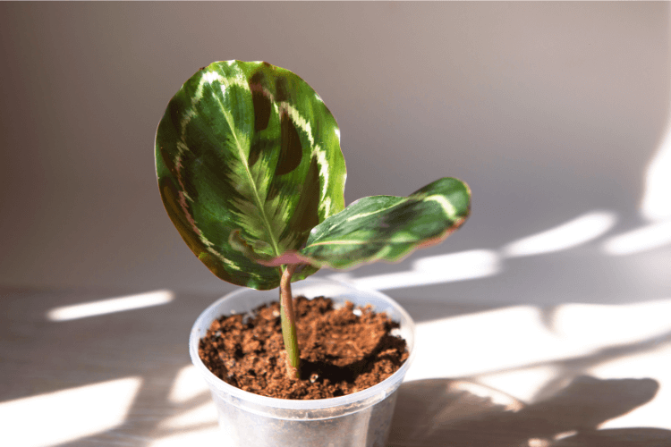 Young Calathea Medallion plant in a clear plastic pot, displaying vibrant, patterned green leaves under indirect sunlight.