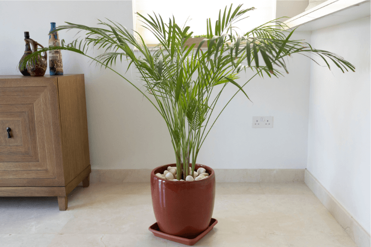 A Bamboo Palm in a red pot, adorned with white stones, placed indoors near a wooden cabinet, showcasing its lush green fronds.