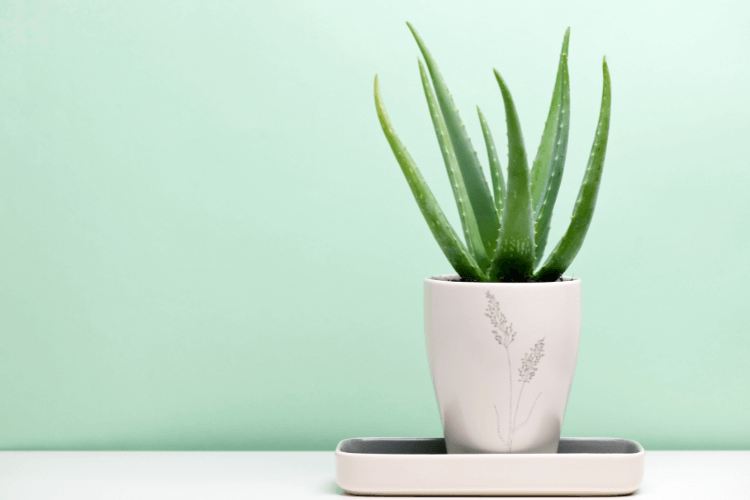 An Aloe Vera plant in a decorative white pot, placed on a tray against a soft green background, showcasing its vibrant, spiky leaves.