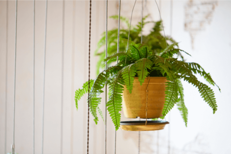 A hanging pot of lush green fern, one of the best air-filtering plants, displayed in a brightly lit room.