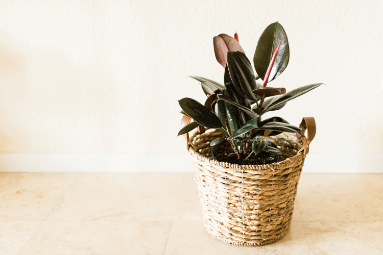 A rubber plant in a woven basket, a stylish and effective air-filtering plant, placed against a light-colored indoor wall.