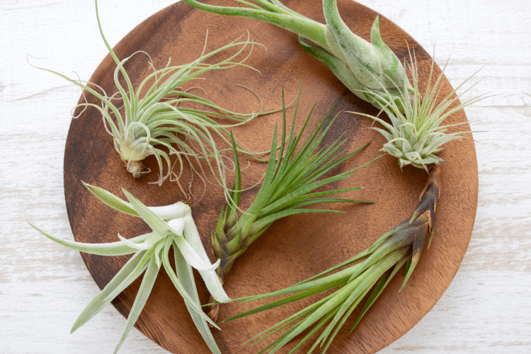 Close-up of various air plants (Tillandsia) arranged on a round wooden plate, showcasing their unique shapes and textures.