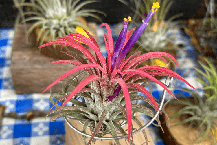 Close-up of a blooming Tillandsia Ionantha air plant with red spiky leaves and vibrant purple flowers on a decorative stand.