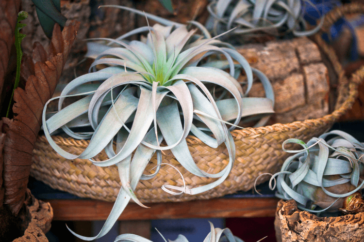 Large Tillandsia xerographica air plant with wide, silvery-green leaves displayed in a woven basket alongside wooden accents.