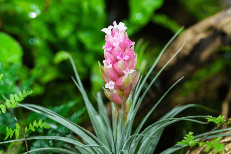 Tillandsia stricta air plant with vibrant pink and white flowers blooming among green foliage and a natural wood backdrop.