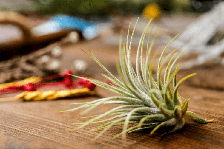 Tillandsia capitata air plant with silvery-green leaves resting on a rustic wooden surface, surrounded by blurred decorative elements.