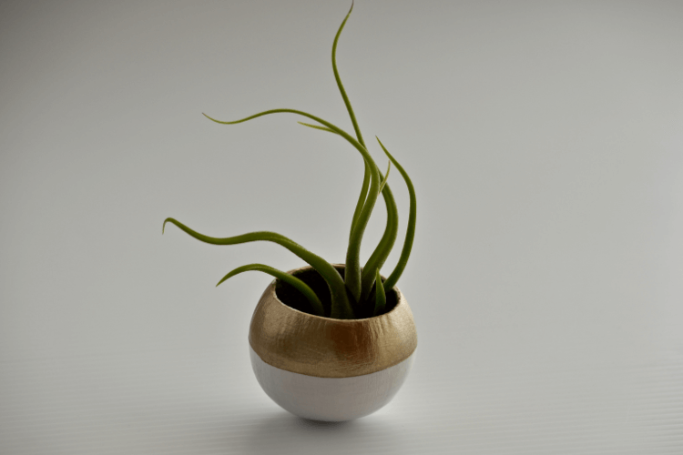 Tillandsia bulbosa air plant in a modern gold and white planter with curved green leaves, set against a neutral background.