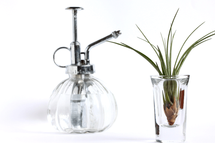 Air plant in a small glass container next to a vintage glass plant mister, emphasizing air plant care and hydration needs.