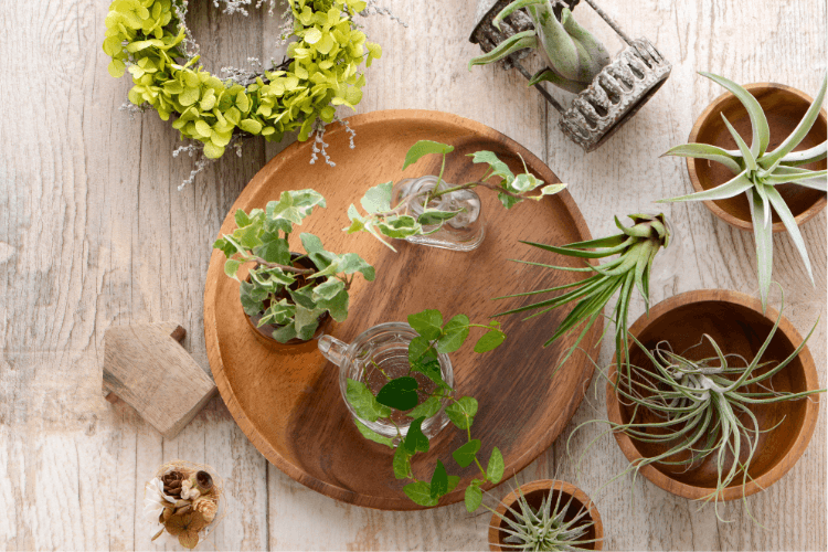 Wooden tray with air plants, greenery, and glass containers on a rustic surface, showcasing creative air plant display ideas.