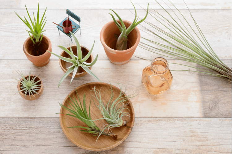 Various air plants (Tillandsia) displayed on wooden surfaces in terracotta pots, a wooden plate, and glass jar for decoration.