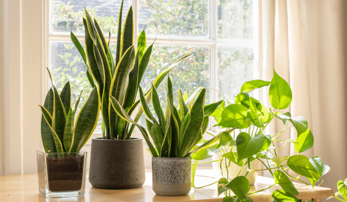 Snake Plant Benefits : Snake plants in stylish pots near a sunlit window.