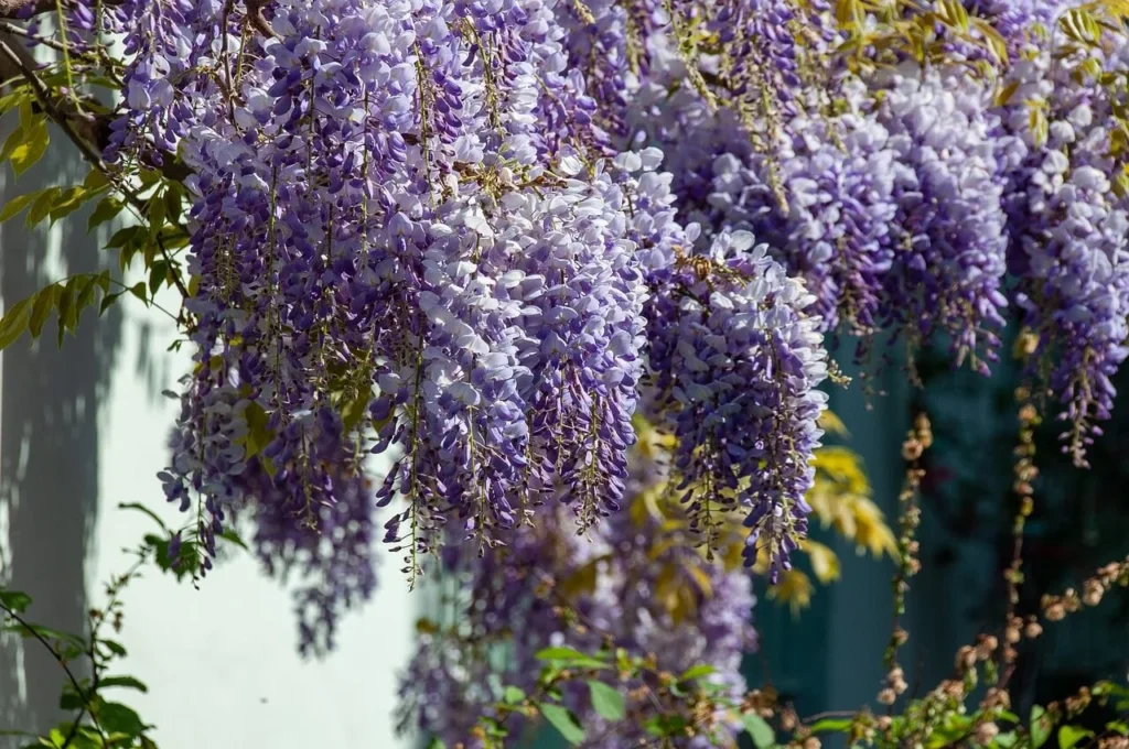 Close-up of blooming purple wisteria flowers hanging from a vine in bright sunlight.