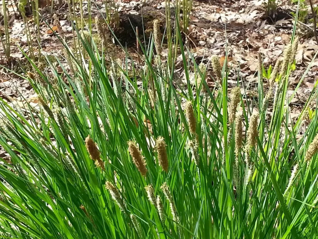 Close-up of Pennsylvania Sedge, a grass that grows in shade, with thin green blades and brown seedheads in a woodland setting.

