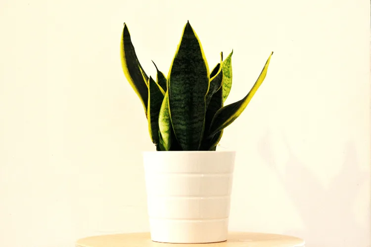 Black Gold Snake Plant in a white pot, featuring dark green leaves with vibrant golden-yellow edges on a minimalist tabletop.