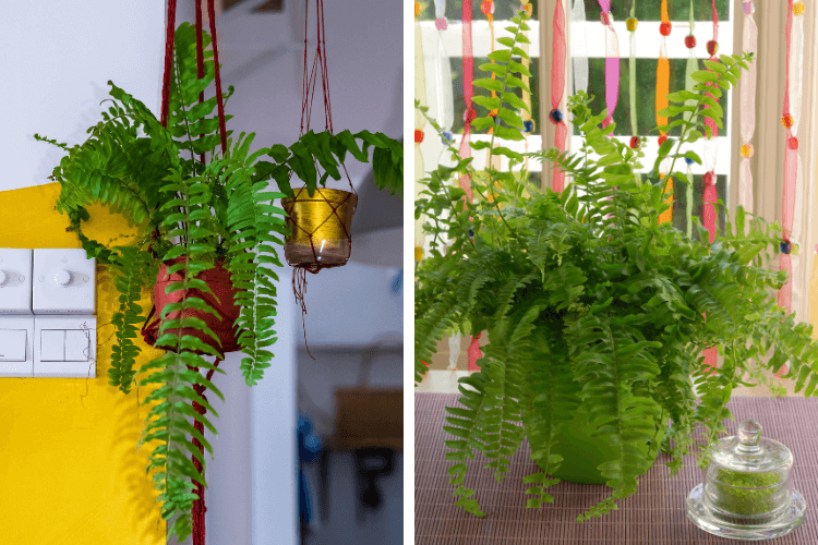 Comparison of Boston ferns: one hanging indoors in a red pot with yellow walls, another placed outdoors in a green pot with colorful decor.