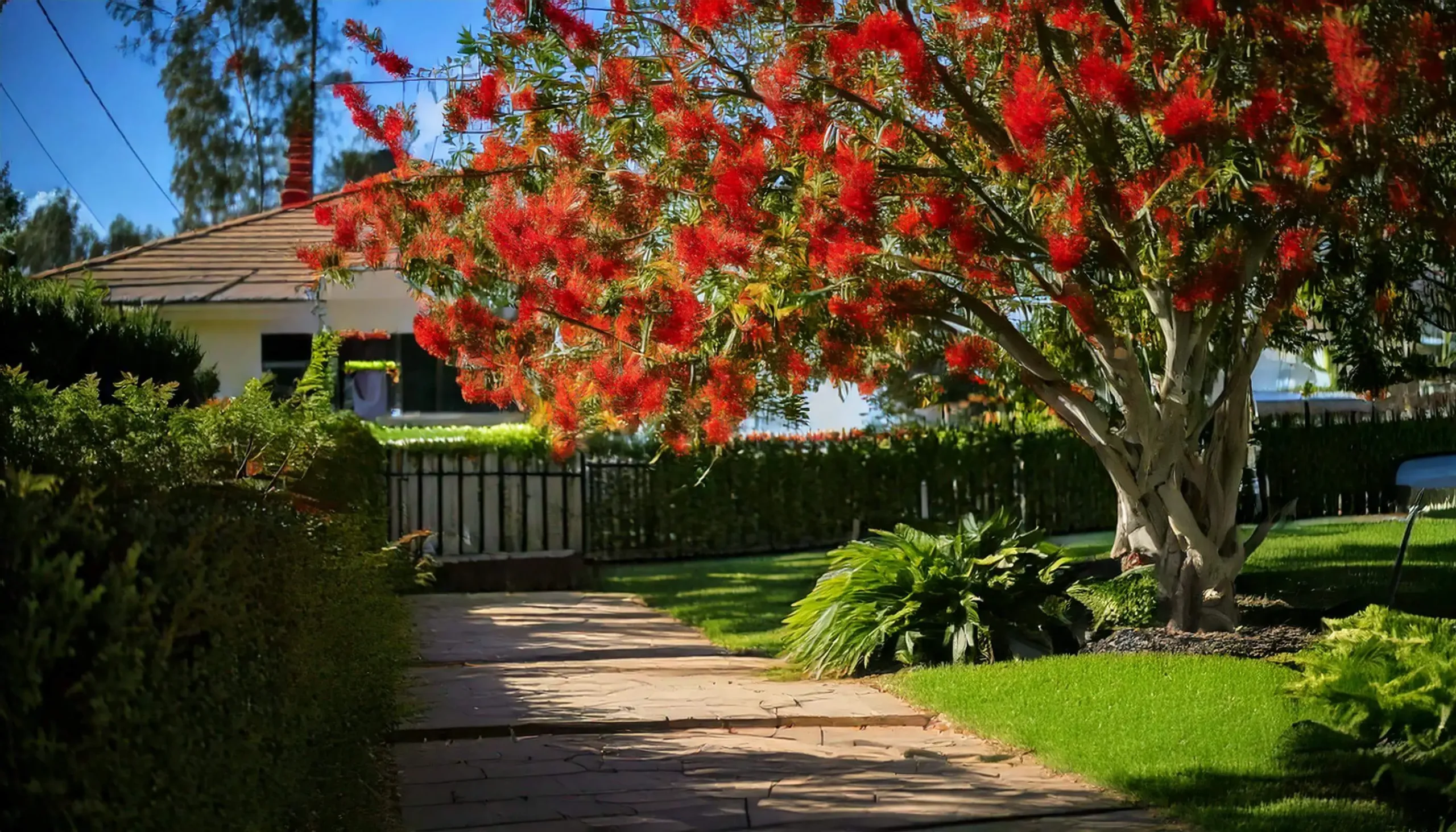 A vibrant Bottlebrush tree with bright red flowers in a sunny garden, surrounded by neatly trimmed hedges and a stone path.