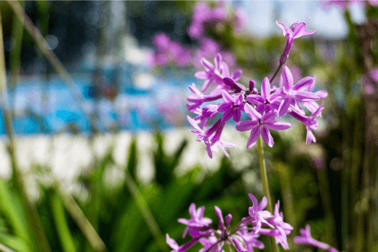 Close-up of vibrant purple Society Garlic flowers blooming against a blurred background of greenery and a sunny blue sky.