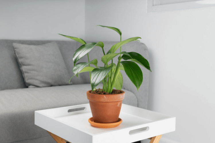 Potted Dragon Tail Plant on a white tray table in a modern living room with a gray sofa in the background.