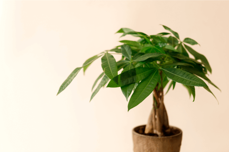 A money tree plant in a brown pot with green leaves, highlighting the question: Are money trees toxic to cats?