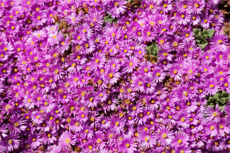 A dense cluster of vibrant purple ice plant flowers (Delosperma) with bright yellow centers, forming a striking drought-resistant ground cover.