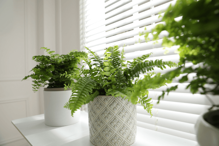 Lush green Boston ferns in decorative white pots on a windowsill with blinds, receiving bright indirect sunlight.