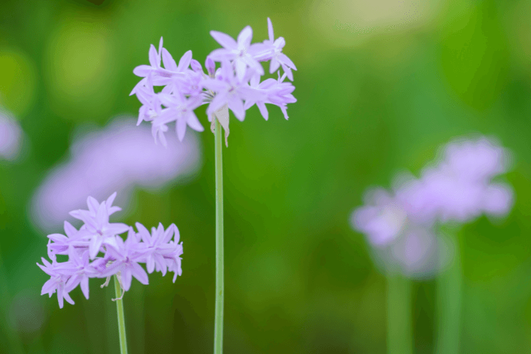 Blooming Society Garlic plants with tall green stems and clusters of pale purple flowers, set against a vibrant green background.